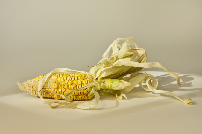 Corn 2