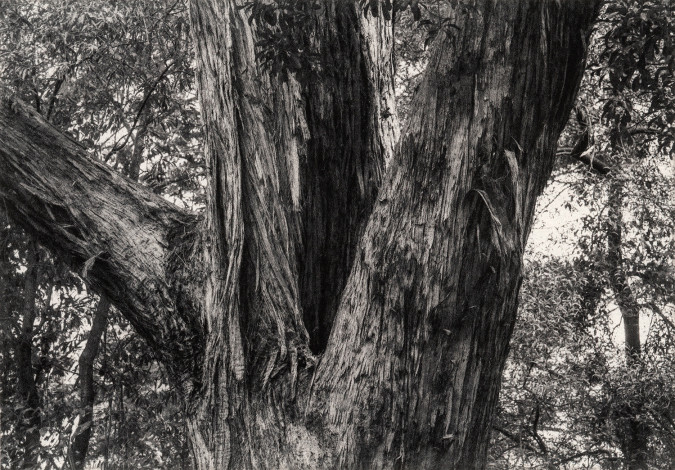 Public Garden, E.A. photogravure