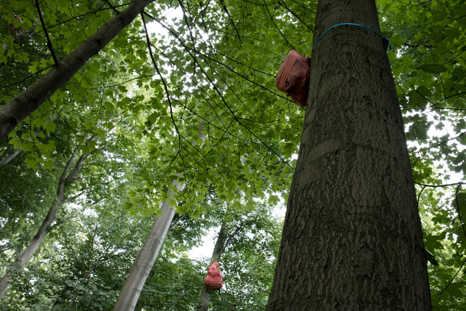 Site-specific installation interventions/wrappings in Riis Skov
